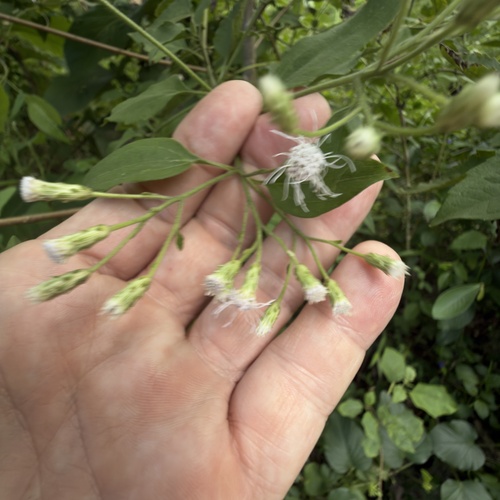 Siam weed