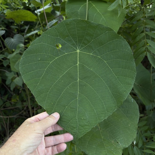 Parasol leaf tree