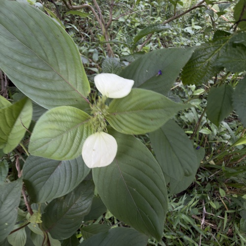 wild mussaenda