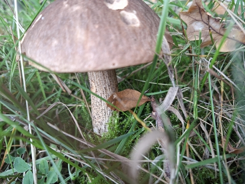 Brown Birch-bolete