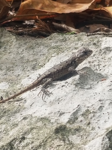 Eastern Fence Lizard