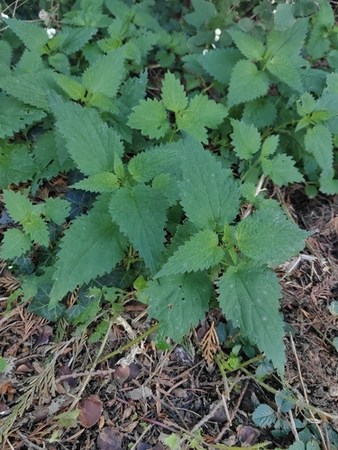 great stinging nettle