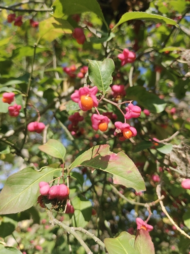 Spindle
