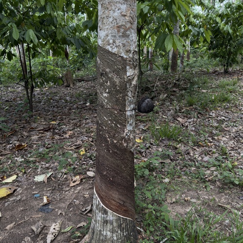 rubber tree