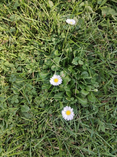 Lawn daisy