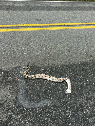 Timber Rattlesnake