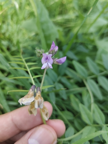 Bush Vetch