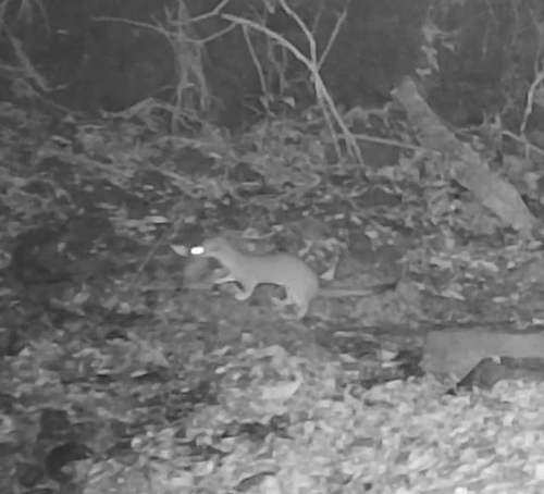 Long-tailed Weasel