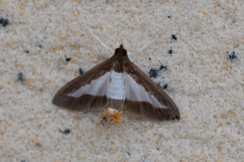 Cucumber Moth
