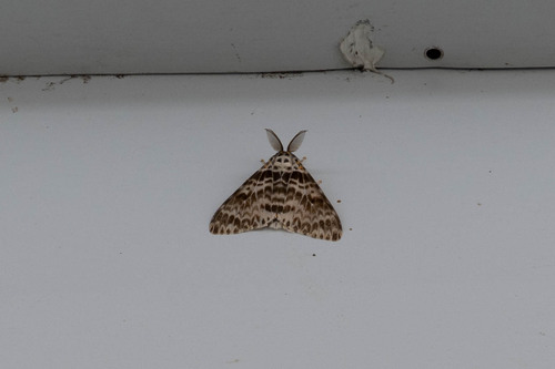 Pink Lymantria Moth