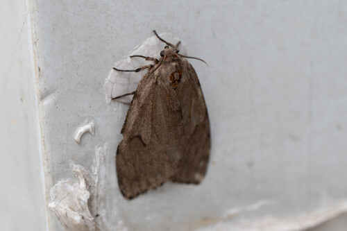 Lymantria dissoluta