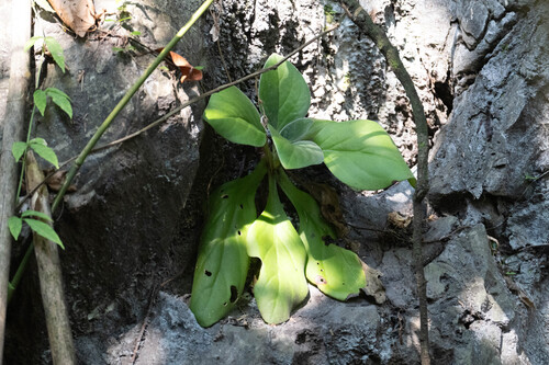 Primulina alutacea