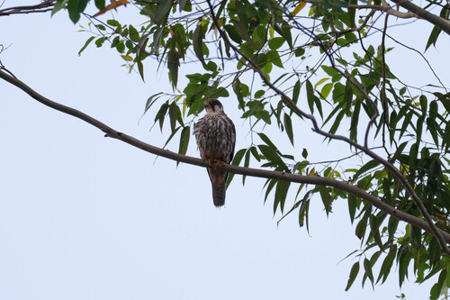 Eurasian Hobby