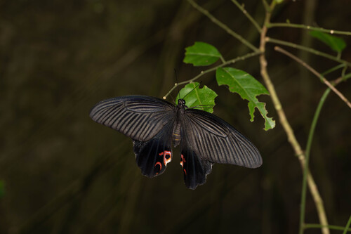 Spangle Swallowtail