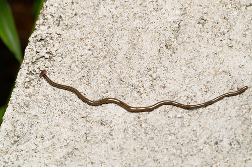 Shovel-headed Garden Worm
