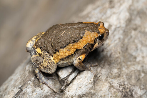 Asian Painted Frog