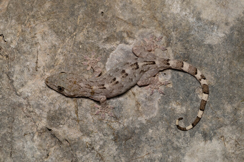 Mell's Gecko