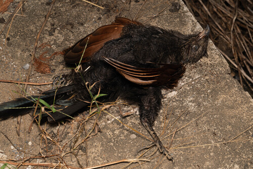 Lesser Coucal