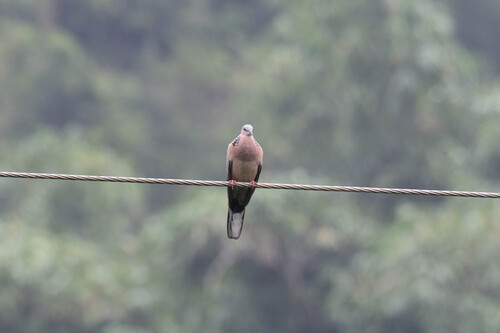 Spotted Dove