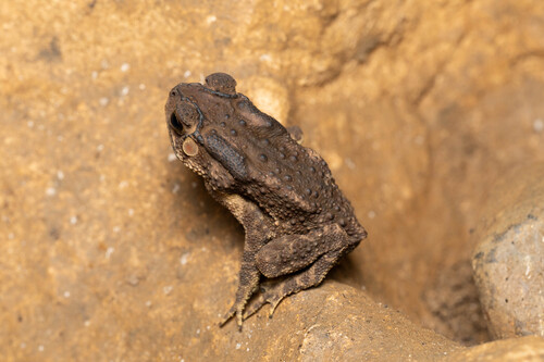 Asian Common Toad