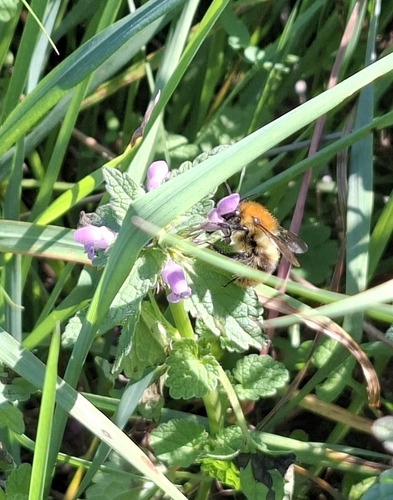 Common Carder Bumble Bee