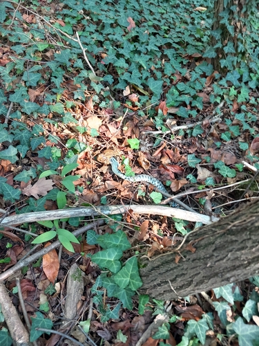 Barred Grass Snake