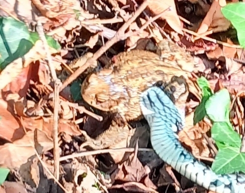 European Toad