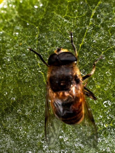 Common Drone Fly