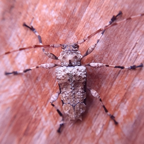 Oreodera glauca glauca