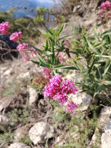 Red Valerian