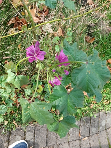 Common Mallow