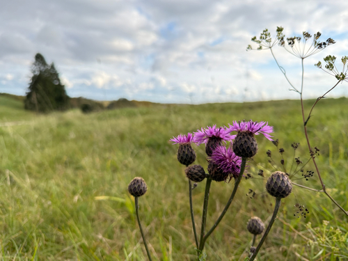 Greater Knapweed