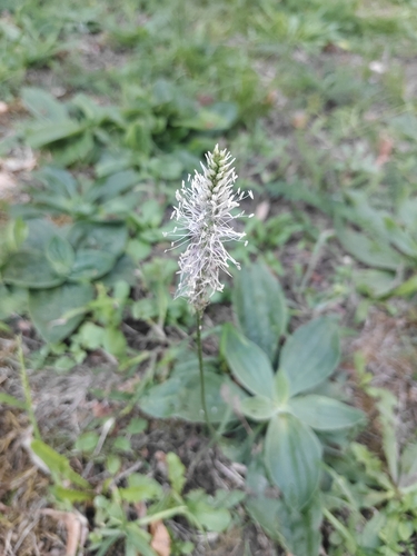 Hoary Plantain