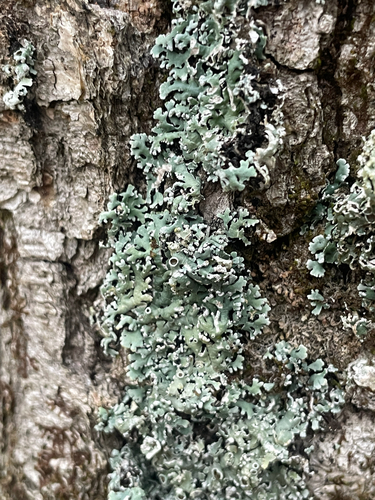 Black-foam Lichen