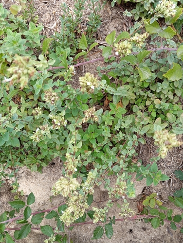 Oregano