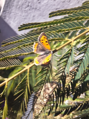 Small Copper