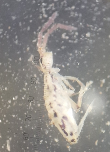 Cosmopolitan Springtail