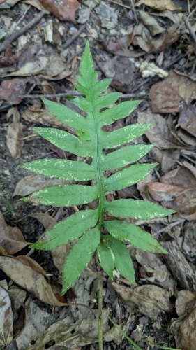 netted chain fern