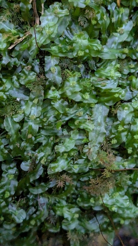 Ribbonwort