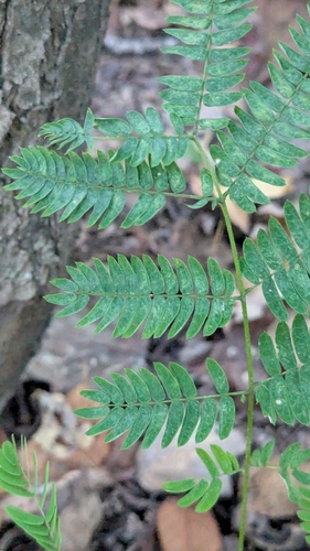 Persian silk tree