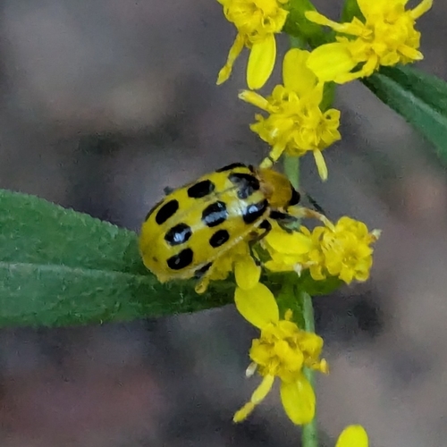 Spotted Cucumber Beetle