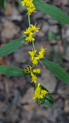 bluestem goldenrod