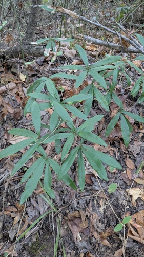 willow oak