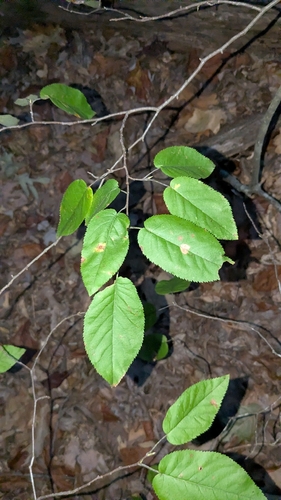 common serviceberry