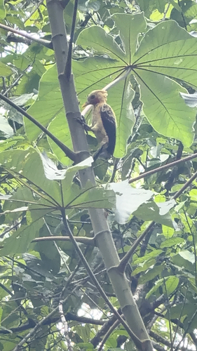Cream-colored Woodpecker