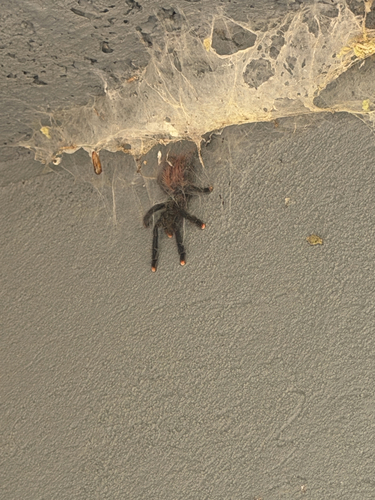 Pinktoe Tarantula