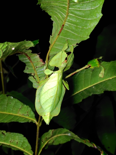 Pulchriphyllium agathyrsus