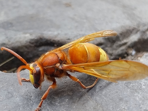 Oriental Hornet