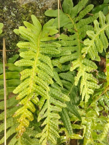 common polypody