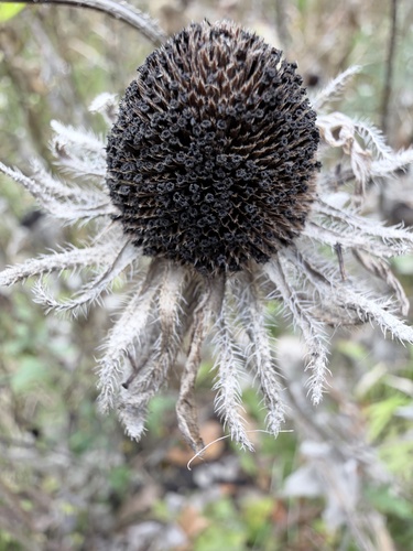 black-eyed Susan